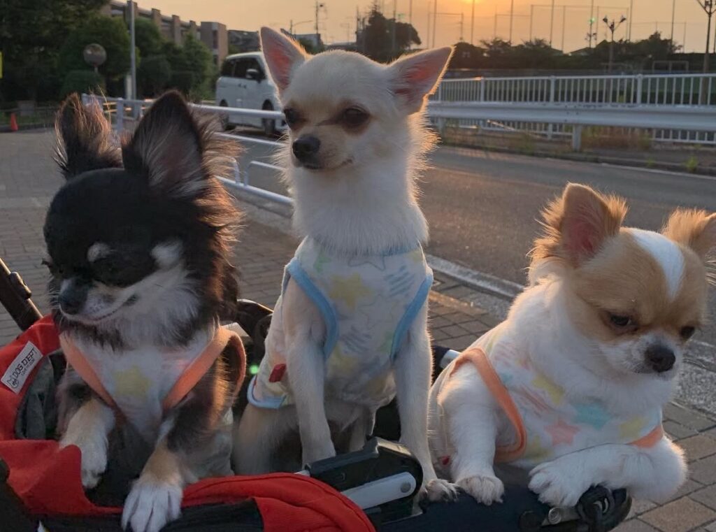 三原じゅん子の愛犬